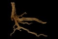 Tree stump driftwood with unique textured roots isolated on black background with clipping path Royalty Free Stock Photo