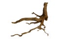 Tree stump driftwood with unique textured roots isolated on a white background with clipping path Royalty Free Stock Photo