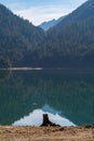 Tree stump on the dry shore of Baker Lake in North Cascades Royalty Free Stock Photo