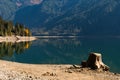 Tree stump on the dry shore of Baker Lake in North Cascades Royalty Free Stock Photo