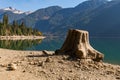 Tree stump on the dry shore of Baker Lake in North Cascades Royalty Free Stock Photo