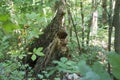 Tree stump emerges from new growth