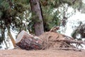 Tree stump fallen Royalty Free Stock Photo