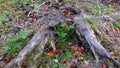 Tree stump Falling nature. Beauty of nature. Yellow leaves. Green grass Royalty Free Stock Photo