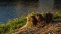 Tree stump of a felled oak tree on riverbank at dusk Royalty Free Stock Photo