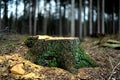 The tree stump of a fir tree. Forestry at work