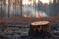 Tree stump in foreground of smoldering forest after wildfire Royalty Free Stock Photo