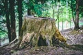 Tree Stump in Forest Close up with foliage Royalty Free Stock Photo