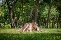 Tree stump Royalty Free Stock Photo