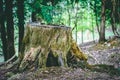 Tree Stump in English Forest Close up with foliage Royalty Free Stock Photo
