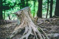 Tree Stump in Forest Close up. Branches and Trees Royalty Free Stock Photo