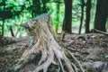 Tree Stump in Forest Close up. Branches and Trees. off centre Royalty Free Stock Photo
