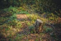 Tree stump in the forest. Selective focus. North european pine forest.