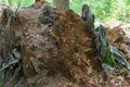 Decomposing tree stump