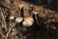 Freshly Cut Tree Stump In Autumn Royalty Free Stock Photo