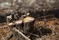 Freshly Cut Tree Stump In Autumn Royalty Free Stock Photo