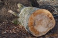 Tree stump Royalty Free Stock Photo