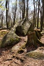 Tree stumps, trees and large rocks at Felsenmeer