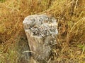 Tree stump with fungus and brown grasses Royalty Free Stock Photo