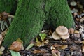 Tree stump giving life to mushrooms and moss