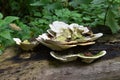 Tree stump giving life to mushrooms and moss