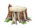 Tree stump with grass. Watercolor realistic illustration. Tree cut trunk with green moss and grass. Realistic wood stump