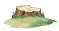 Tree stump with grass. Watercolor realistic illustration Royalty Free Stock Photo