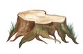 Tree stump with grass. Watercolor realistic illustration Royalty Free Stock Photo