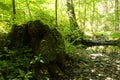 Tree stump on green forest floor Royalty Free Stock Photo