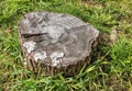 tree stump on green grass in spring top view Royalty Free Stock Photo