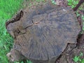 Tree stump in green grass: top view Royalty Free Stock Photo