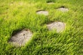 Tree stump on the green grass texture Royalty Free Stock Photo