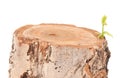 Tree stump Royalty Free Stock Photo