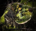 Tree stump with green moss and toadstool Royalty Free Stock Photo