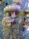 Tree stump with growing on it shiitake mushrooms Royalty Free Stock Photo