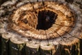 Tree stump hole. Generate Ai