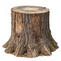 A tree stump isolated on transparent background Royalty Free Stock Photo