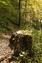 Tree Stump in Kamacnik Kanjon, Croatia