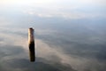 Tree stump on lake