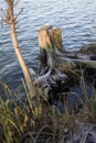 Tree stump by the lakeshore Royalty Free Stock Photo