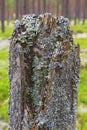 Tree stump with lichen Royalty Free Stock Photo