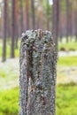 Tree stump with lichen Royalty Free Stock Photo
