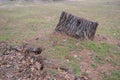 Tree Stump Removal Lumberjack Service Royalty Free Stock Photo