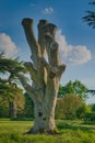 Tree stump in a meadow