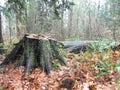 a tree stump in the middel of the park