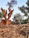 A tree stump is in the middle of a path with a house in the background Royalty Free Stock Photo