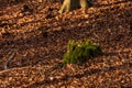 A distinctive tree trunk with moss and lots of brown leaves on the forest floor