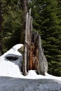 A tree stump mountains in snow