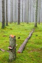 Tree stump with mushroom in a coniferous forest with autumn fog Royalty Free Stock Photo