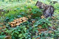 Tree stump with mushrooms and moss